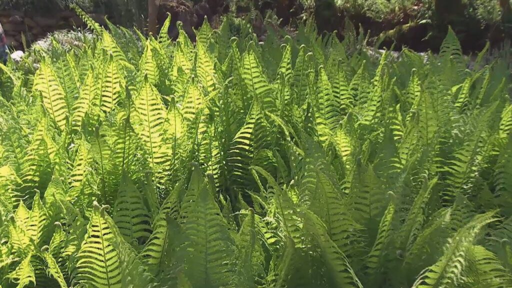 Cómo controlar la propagación del helecho avestruz en el jardín