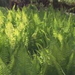 Cómo controlar la propagación del helecho avestruz en el jardín