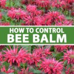 Cómo controlar la propagación invasiva de la planta Bee Balm