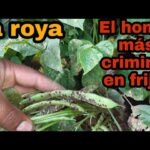 Cómo controlar la roya bacteriana en los frijoles verdes