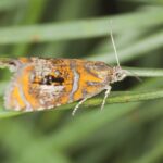 Cómo controlar la Tortrix Moth en jardines y huertos