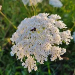 Cómo controlar la zanahoria silvestre en el jardín