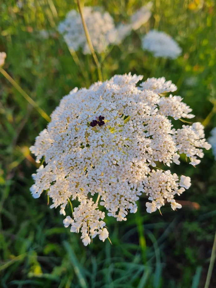 Cómo controlar la zanahoria silvestre en el jardín