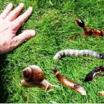 Cómo controlar larvas en el césped con plaguicidas naturales