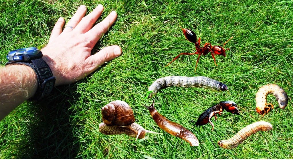 Cómo controlar larvas en el césped con plaguicidas naturales
