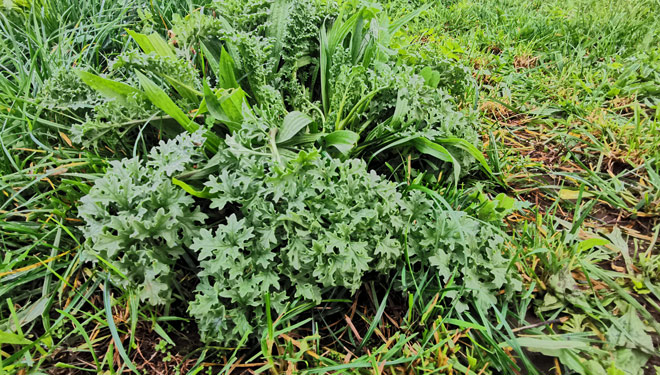 Cómo controlar las malas hierbas de Lengua de Oveja
