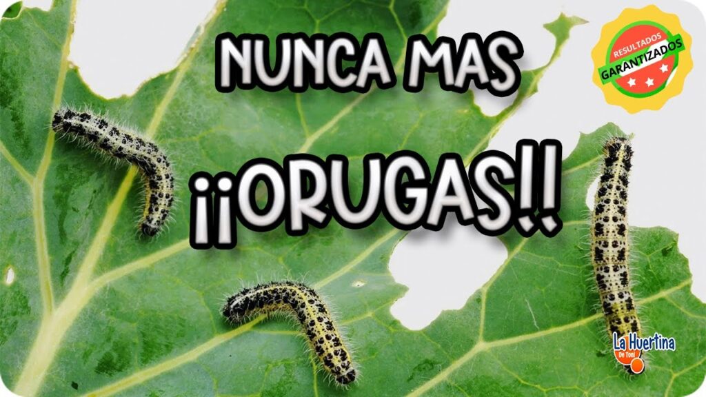Cómo controlar las orugas en las plantas de Oleander