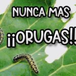 Cómo controlar las orugas en las plantas de Oleander