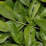 Cómo controlar las plagas en los árboles de laurel de forma efectiva