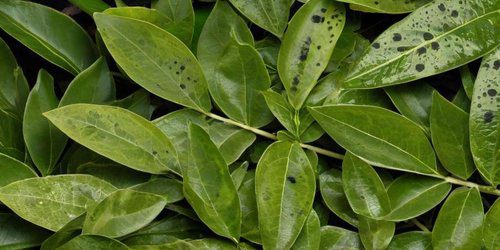 Cómo controlar las plagas en los árboles de laurel de forma efectiva