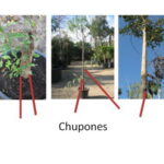 Cómo controlar los chupones en árboles de forma efectiva