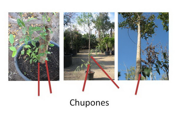 Cómo controlar los chupones en árboles de forma efectiva