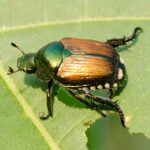 Cómo controlar los escarabajos de la higuera en tu jardín