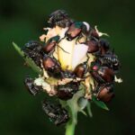 Cómo controlar los escarabajos de raíz en el jardín
