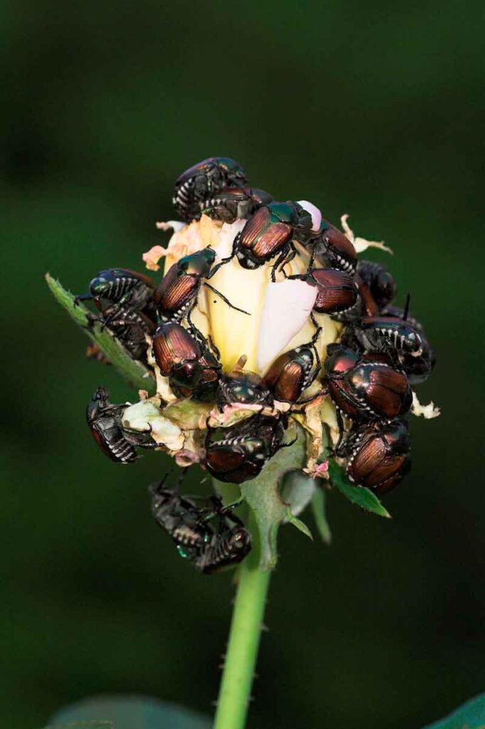 Cómo controlar los escarabajos de raíz en el jardín