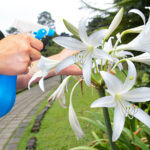 Cómo controlar los hijuelos de Crinum Lily de forma eficaz