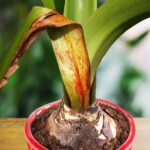 Cómo controlar manchas rojas en hojas de amaryllis