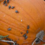 Cómo controlar plagas de insectos en calabazas