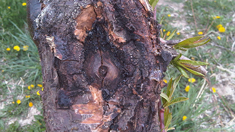 Cómo controlar plagas en ciruelos de forma efectiva