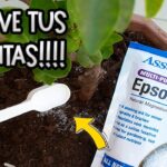 Cómo controlar plagas en el jardín con sal de Epsom