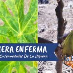 Cómo controlar plagas en higueras de manera efectiva
