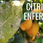 Cómo controlar plagas en limoneros de forma efectiva