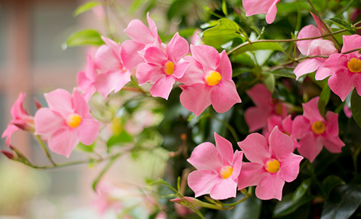 Cómo controlar plagas y enfermedades en mandevilla