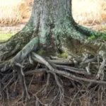 Cómo controlar raíces invasivas de magnolia en el jardín