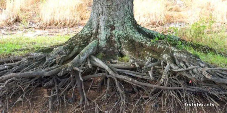 Cómo controlar raíces invasivas de magnolia en el jardín