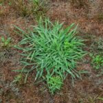 Cómo controlar Signalgrass de Hoja Ancha en cultivos