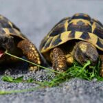 Cómo controlar tortugas en el jardín para evitar que aniden