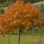 Cómo controlar un árbol de arce noruego en el jardín