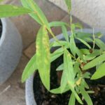 Cómo controlar y prevenir el cancro negro en los sauces