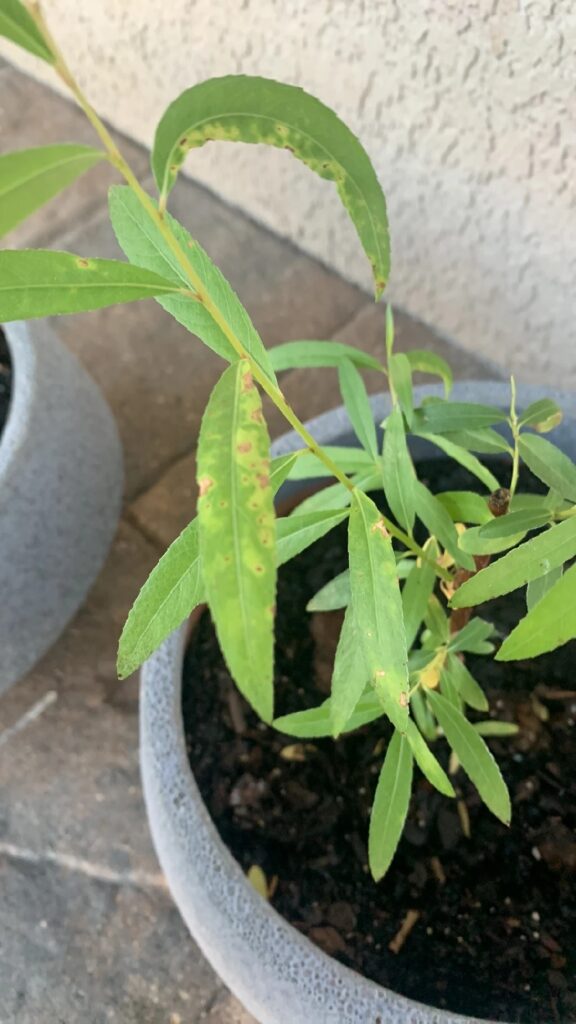 Cómo controlar y prevenir el cancro negro en los sauces
