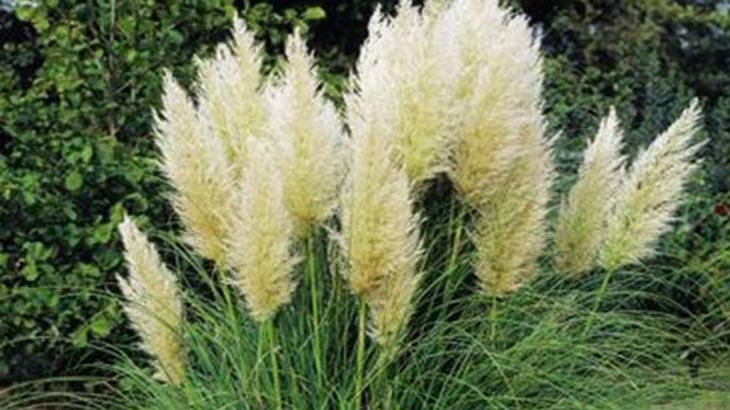 Cómo controlar y remover la planta invasora pasto cortaderas