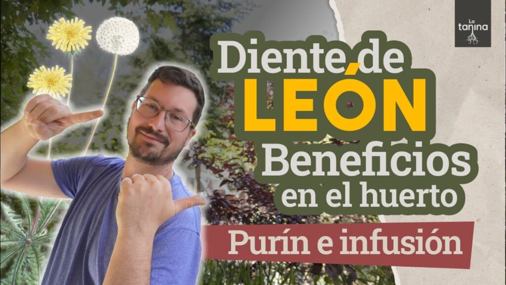 Cómo convertir dientes de león en fertilizante usando té