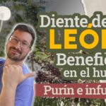 Cómo convertir dientes de león en fertilizante usando té
