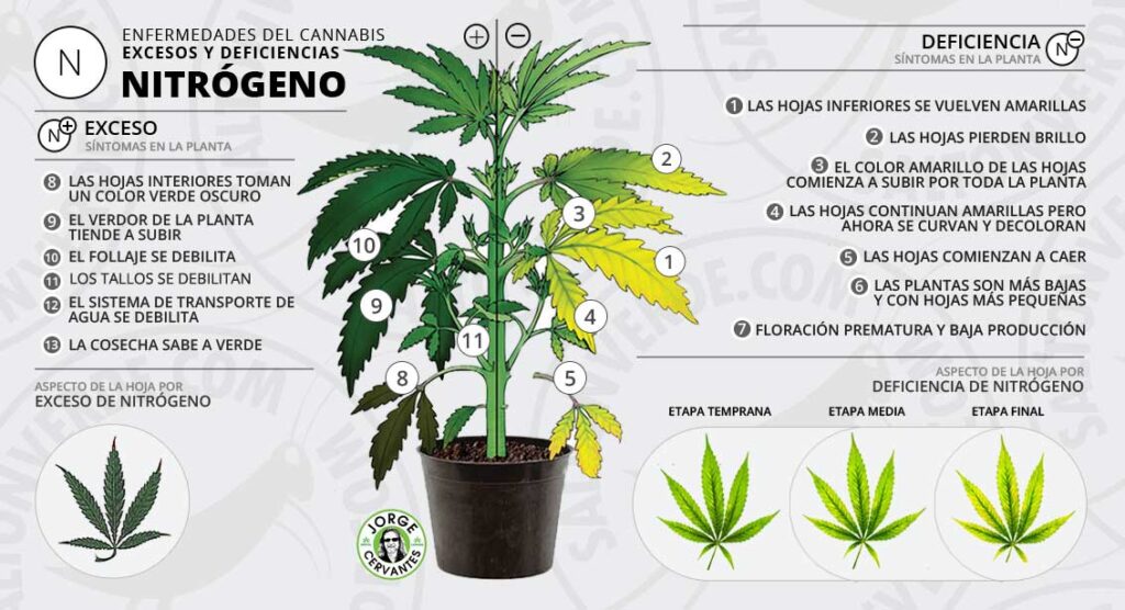 Cómo corregir el exceso de nitrógeno en el suelo