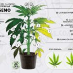 Cómo corregir el exceso de nitrógeno en el suelo