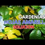 Cómo corregir hojas amarillas en gardenias con fertilizante
