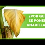 Cómo corregir hojas amarillas en la buddleia