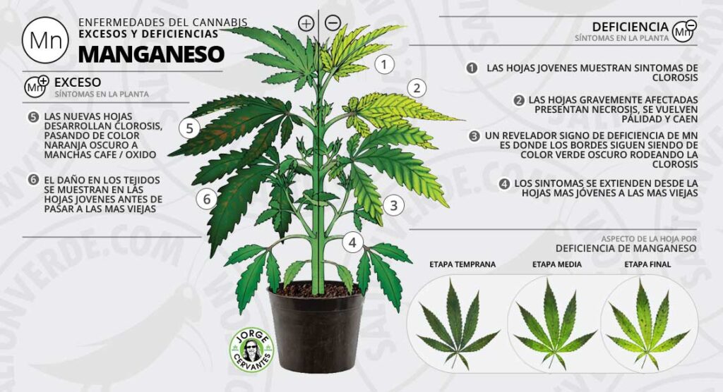 Cómo corregir la deficiencia de manganeso en plantas