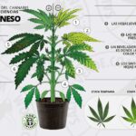 Cómo corregir la deficiencia de manganeso en plantas