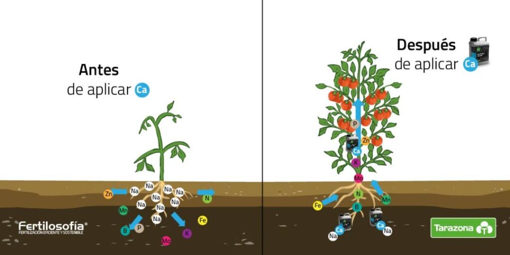Cómo corregir la salinidad del suelo de forma efectiva
