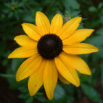 Cómo cortar las Rudbeckias y mantenerlas saludables