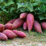 Cómo cosechar batatas de forma eficiente