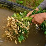 Cómo cosechar cacahuetes en jardines de manera efectiva