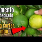 Cómo cosechar limoncillo en casa de forma adecuada