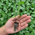 Cómo cosechar los brotes laterales de brócoli correctamente