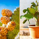 Cómo cosechar tunas y nopal de forma adecuada